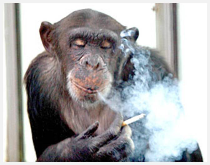 Sam the Chimpanzee - WCPO